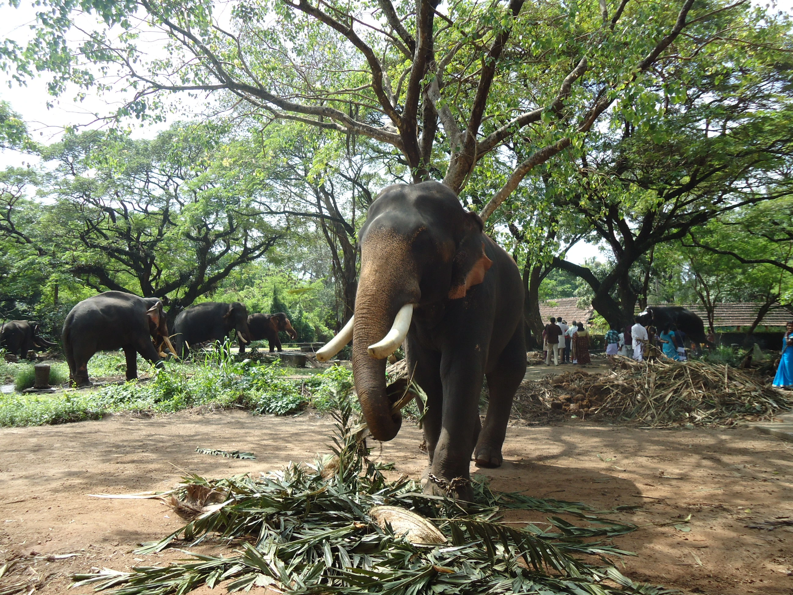 Punnathur Kotta Elephant Sanctuary